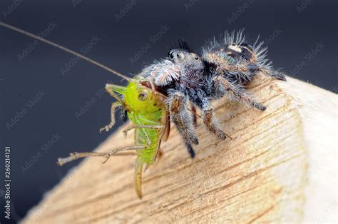 spider is eating grasshopper Stock Photo | Adobe Stock