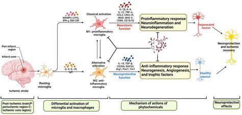 Frontiers The Mechanism Of Microglia Mediated Immune Inflammation In