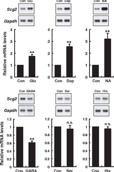 Figure From The Secretogranin Ii Gene Is A Signal Integrator Of