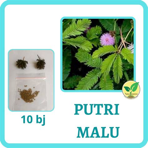 Jual 10 Biji Benih Bunga Putri Malu Sensitive Plant Mimosa Pudica Seeds