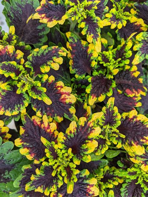 Coleus Coleus Scutellarioides Stained Glassworks™ Golden Gate In The