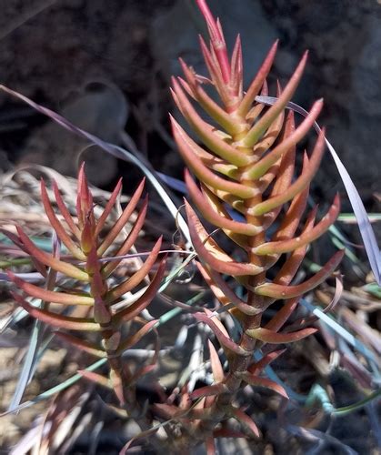 Subspecies Crassula tetragona tetragona · iNaturalist