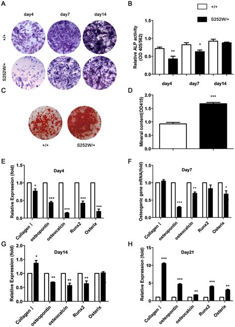 Effects Of S252w Mutation On The Osteogenic Differentiation And