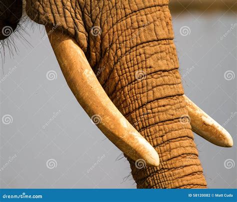 Elephant Tusks stock photo. Image of nature, ivory, tusk - 58120082