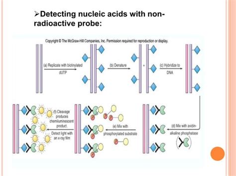 nucleic acid hybridization