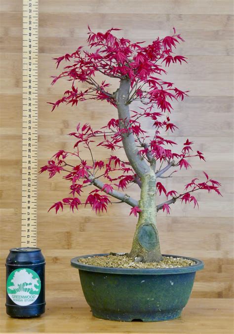 Deshojo Japanese Maple Bonsai Tree Greenwood Bonsai Studio