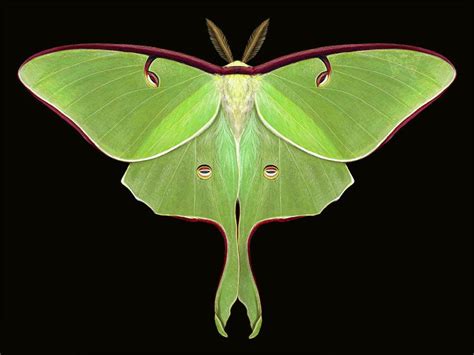 The Luna Moth Actias Luna Is The Largest Moths In North America It