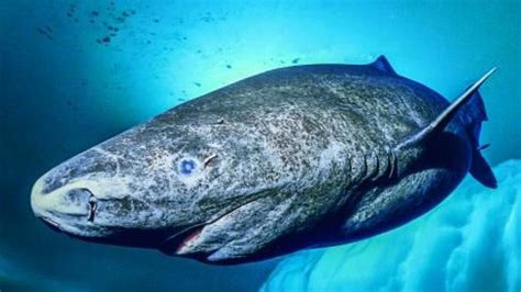 Researchers Find 400 Year Old Greenland Shark Probably Born In 1620