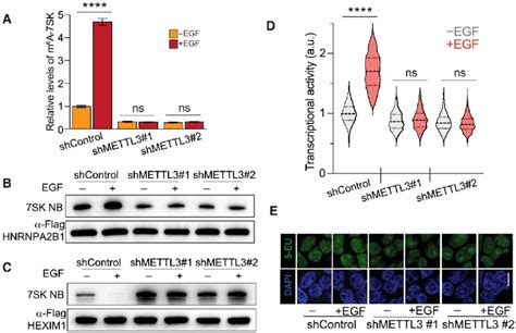 METTL3 Depletion Favors HEXIM1 Binding To 7SK And Decreases EGF Induced