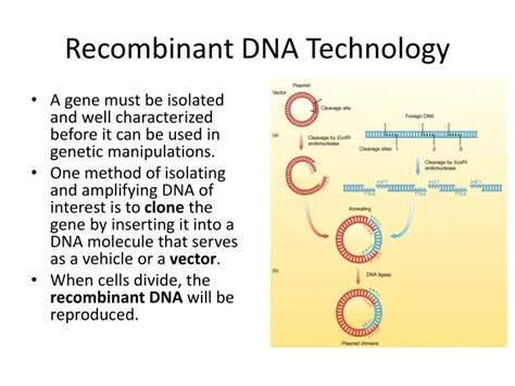 Recombinant Dna Technology Powerpoint Presentation