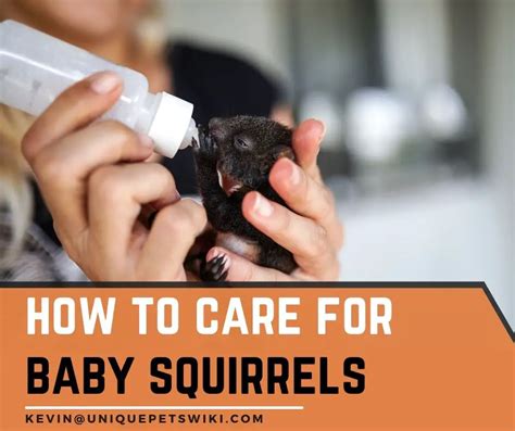 How To Care For Baby Squirrels: Everything You Need To Know