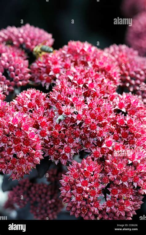 Sedum Jose Aubergine Closeup Plant Portraits Pink Flowers Perennials