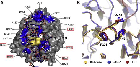 Structural Basis Of Uv Dna Damage Recognition By The Ddb1ddb2 Complex