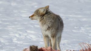 Coyote Sounds: What Kind Of Noises Do Coyotes Make?