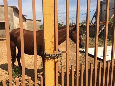 G1 Cavalo é Mantido Preso E Sem Comida Em Terreno De Obra Do Governo