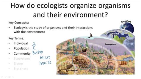 Levels Of Ecological Organization Overview Video Biology Ck 12 Foundation