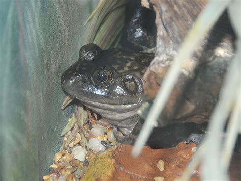 The Online Zoo - American Bullfrog