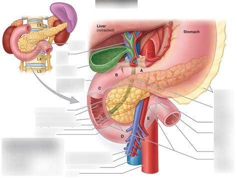 Pancreas Diagram Quizlet