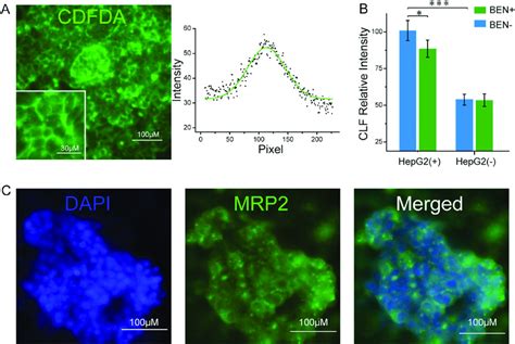 Polarization Of Hepg2 And The Formation Of Bile Canaliculi A Cdfda