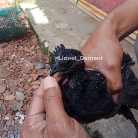 Jual Anakan Ayam Cemani Lidah Hitam Super Kab Temanggung