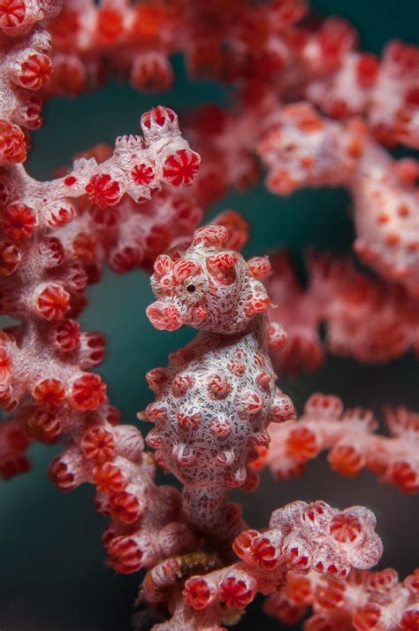 The Camouflage of this Pygmy Seahorse! : r/oceans