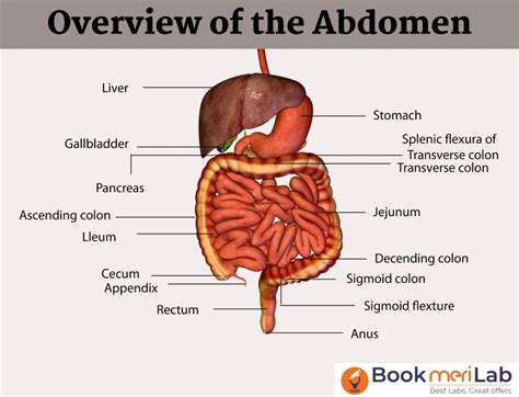 MRI Abdomen Price Purpose Preparation Results 2025