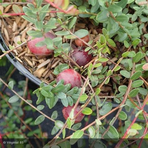 VACCINIUM Macrocarpon Pilgrim