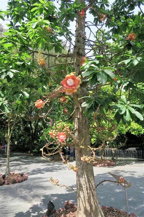 Cannonball Tree | Smithsonian Photo Contest | Smithsonian Magazine