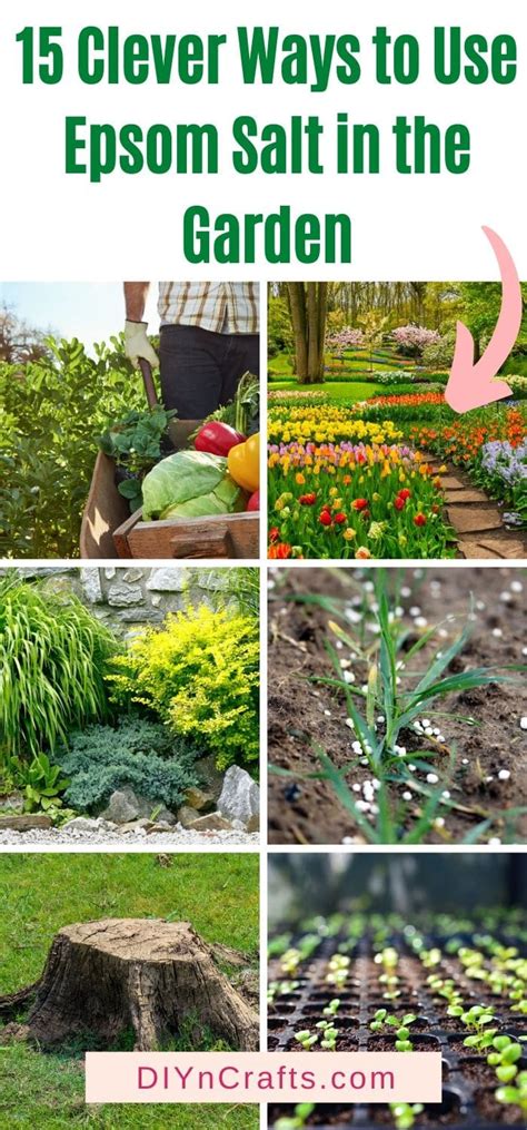 15 Clever Ways To Use Epsom Salt In The Garden Diy And Crafts