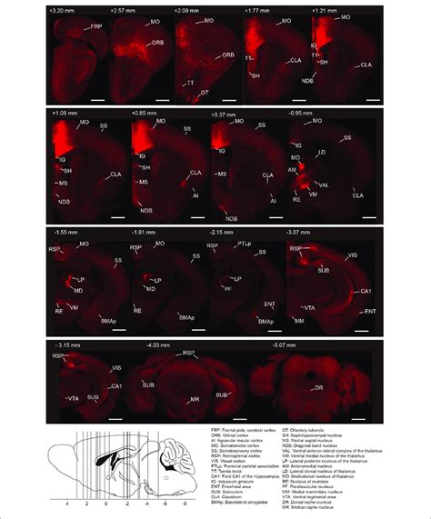 Whole Brain Distributions Of Monosynaptic Inputs To The Acc Crh