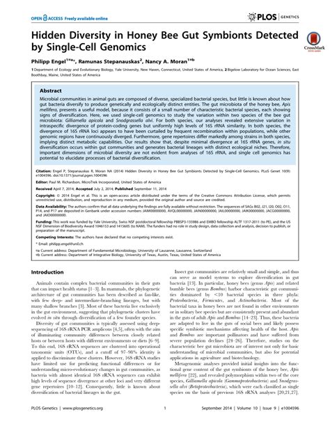 Pdf Hidden Diversity In Honey Bee Gut Symbionts Detected By Single