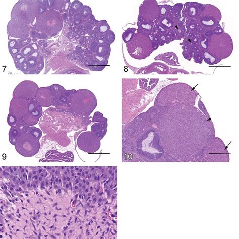 Pdf Histologic Features Of Prepubertal And Pubertal Reproductive