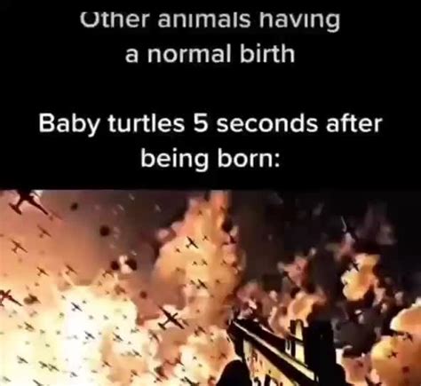 Tortugas bebés nada más nacer Meme subido por RodolosiLORD Memedroid