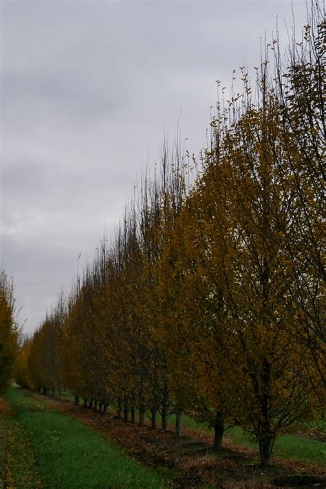 Carpinus Betulus Fastigiata Carpinus Betulus Fastigiata Van Den