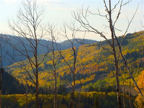 Urth Picture Post: Aspens in Wolf Creek Pass