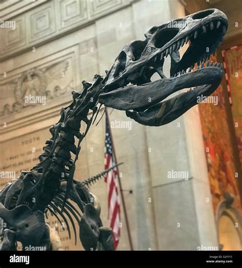 Natural history museum New York Stock Photo - Alamy