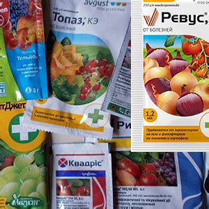 Препараты от фитофторы: чем опрыскать - Дачные советы.ру