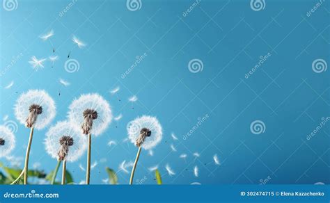 Beautiful Dandelion Flower Seed Isolated White Cloud Blue Background