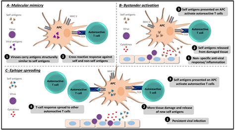 Viruses Free Full Text Viruses And Autoimmunity A Review On The