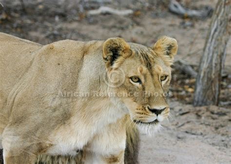 Lion Walking, Side View – African Reference Photos for Wildlife Artists ...