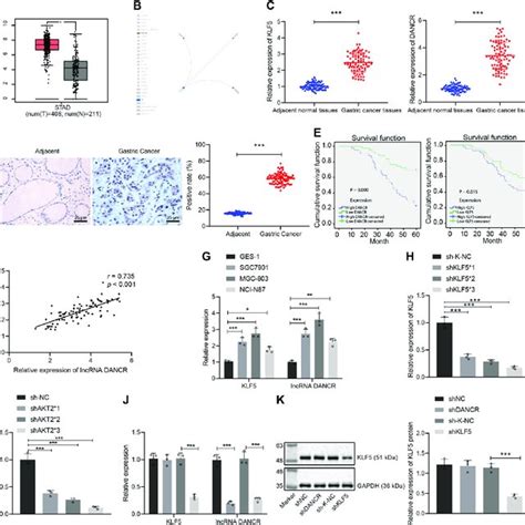 KLF5 Is Highly Expressed In GC Tissues And Activates DANCR