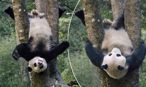 Giant Panda Cub Shows Off Its Gymnastic Skills By Hanging Upside Down