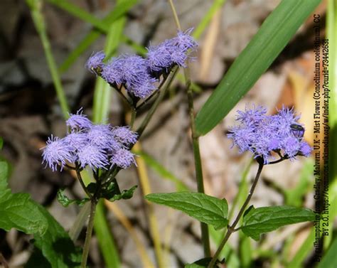 Conoclinium Coelestinum Blue Mistflower Or Hardy Ageratum Ramga