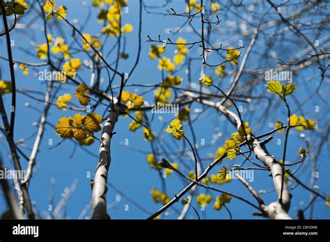 Acer pseudoplatanus uk fotografías e imágenes de alta resolución Alamy