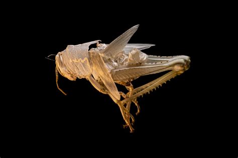 Locust Pictures Download Free Images On Unsplash