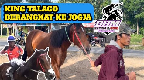 Kuda Pacu King Talago Balik Ke Kandang Baru Di Jogja Ciello Stable