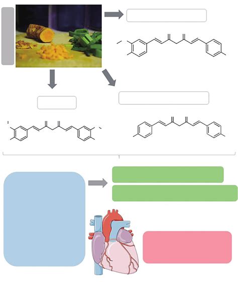 Curcuma Longa Main Bioactive Compounds And The Effects On Metabolic Download Scientific Diagram