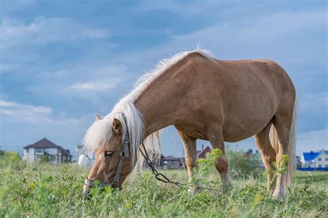 See 5 Rare and Unique Horse Colors - A-Z Animals