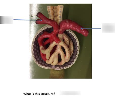 Diagram Of Glomerulus Quizlet