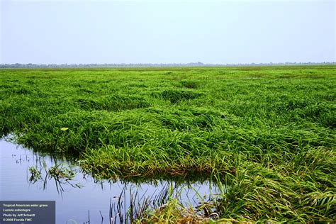 Tropical American Water Grass Plant Management In Florida Waters An Integrated Approach